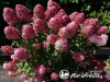 Hortenzija šluotelinė ,Living Pink & Rose' (lot. Hydrangea paniculata)
